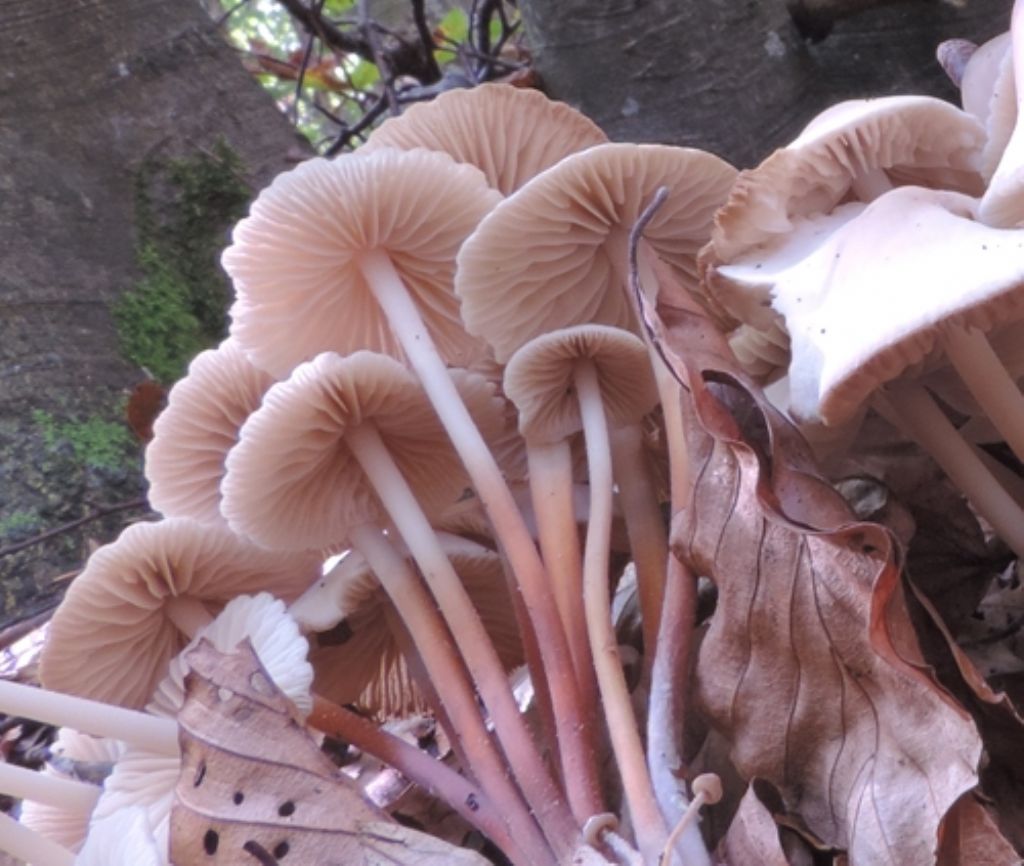 Numerosi su lettiera